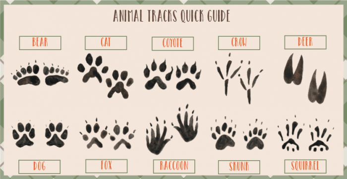 Free Printable Animal Tracks Flashcards