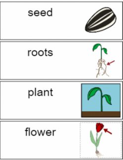 Plant Vocabulary