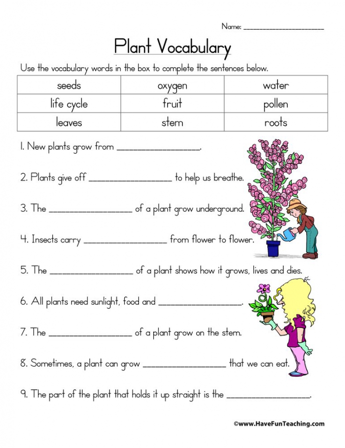Plant Vocabulary Worksheet  Have Fun Teaching