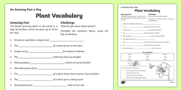 Plant Vocabulary Worksheet  Ks Resources Teacher Made
