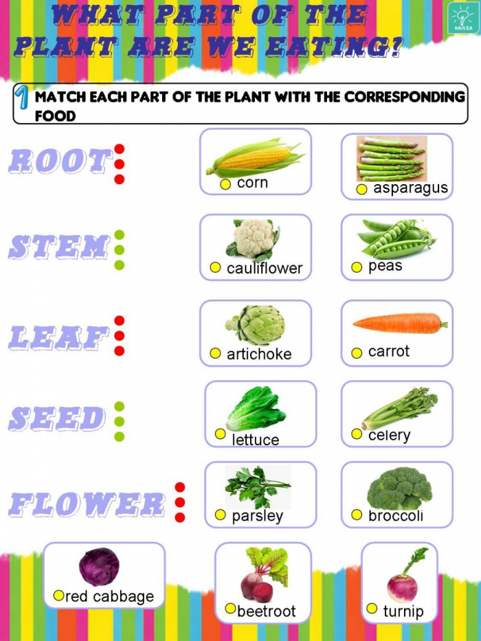 Plants We Eat Worksheets | 99Worksheets