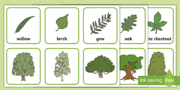 Trees And Leaves Match Up Game