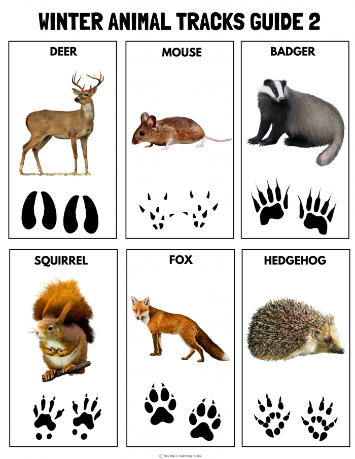 Animal Tracks Guide Worksheets | 99Worksheets