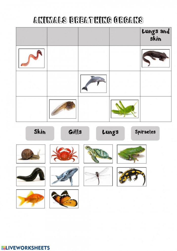 Animal Respiratory / Breathing System Worksheets Worksheets | 99Worksheets Animal Respiratory / Breathing System Worksheets Worksheets | 99Worksheets
