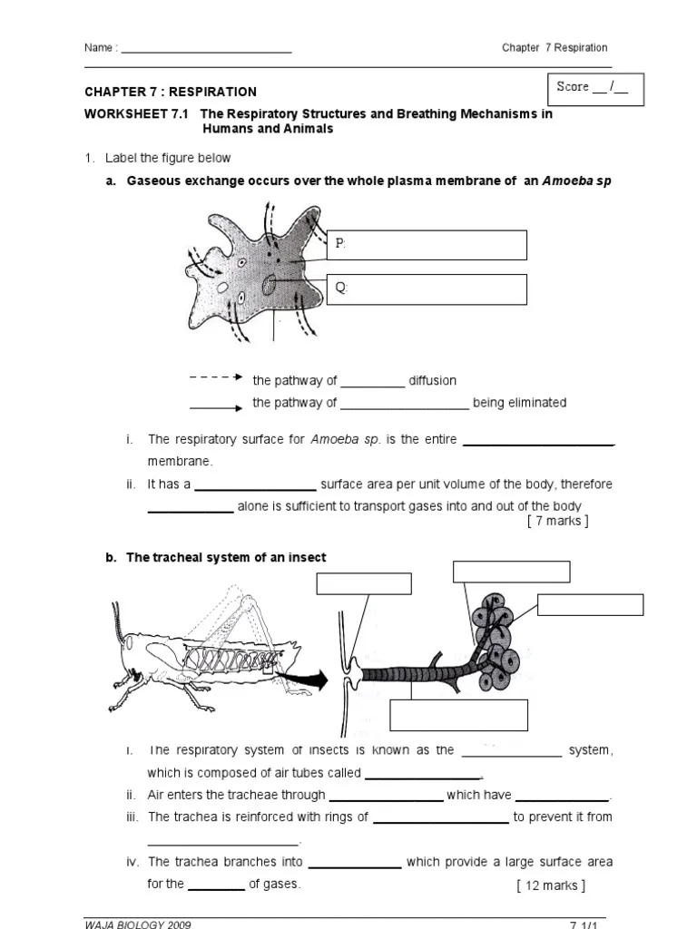 Animal Respiratory Structures and Breathing Worksheet