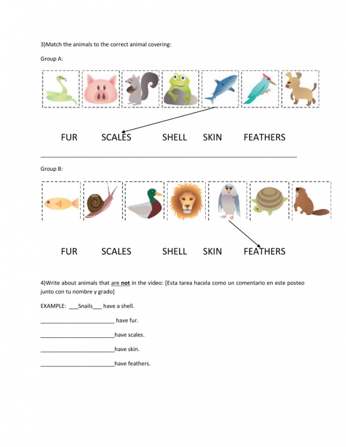 Animal Coverings Worksheet