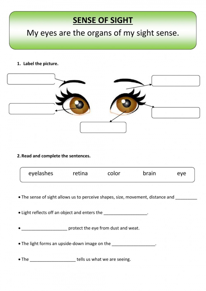 The Sense Of Sight Worksheet
