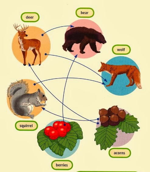 Clover Leaf Food Chain With Answers