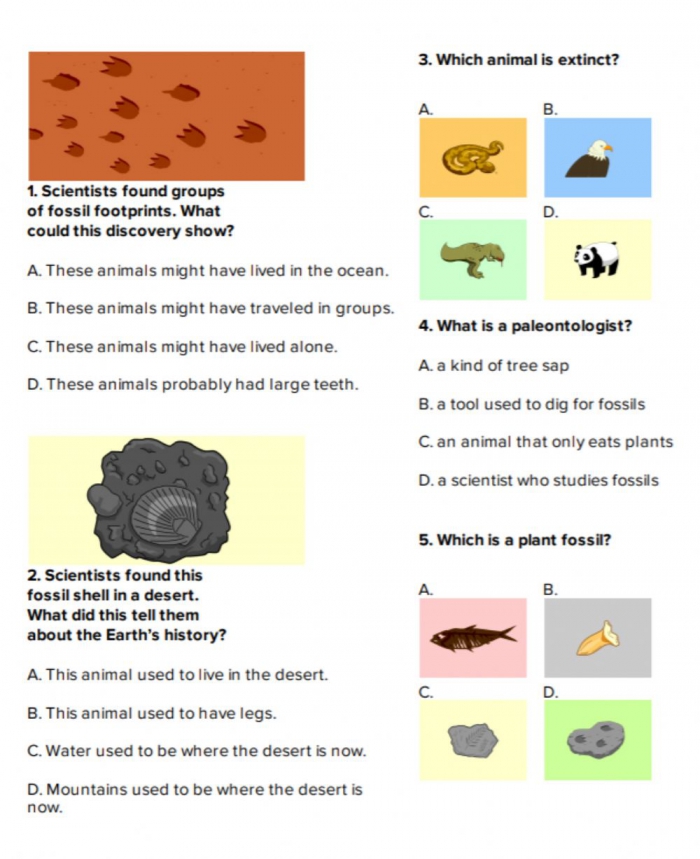 Fossils Worksheet