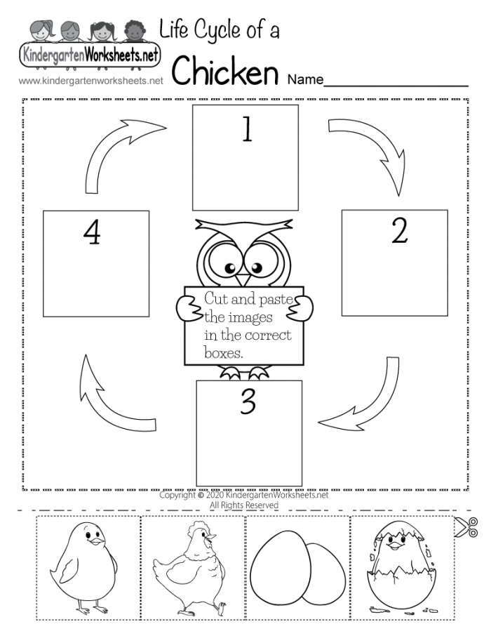 Free Printable Life Cycle Of A Chicken Worksheet