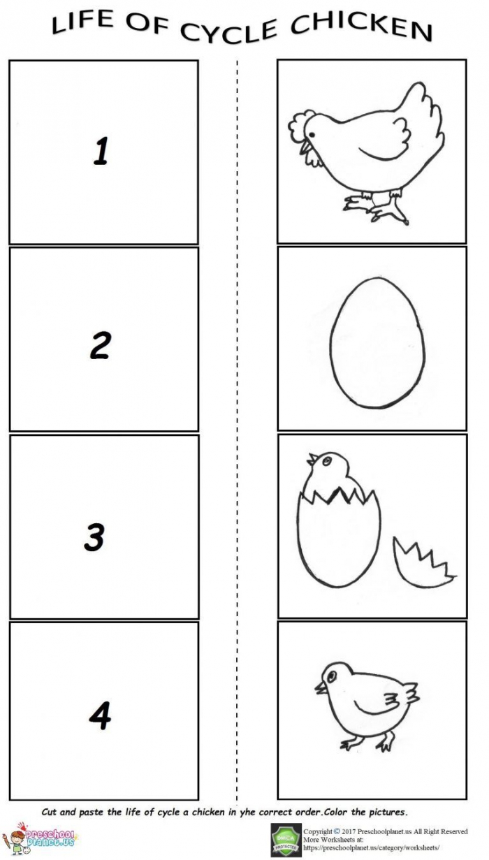 The Life Cycle Of A Chicken Worksheet