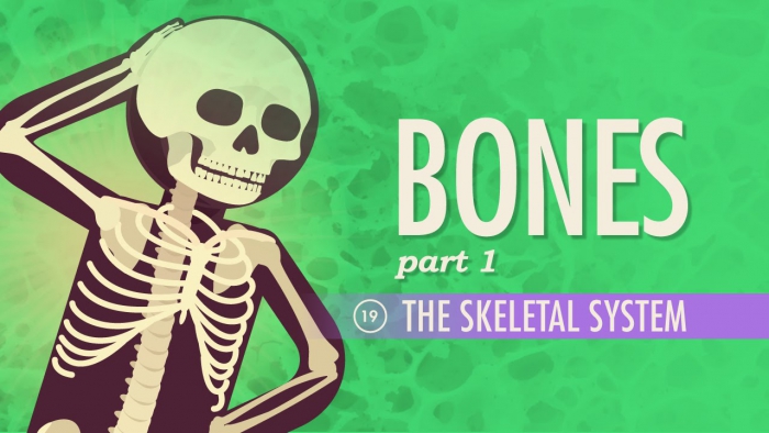 The Skeletal System Crash Course A P
